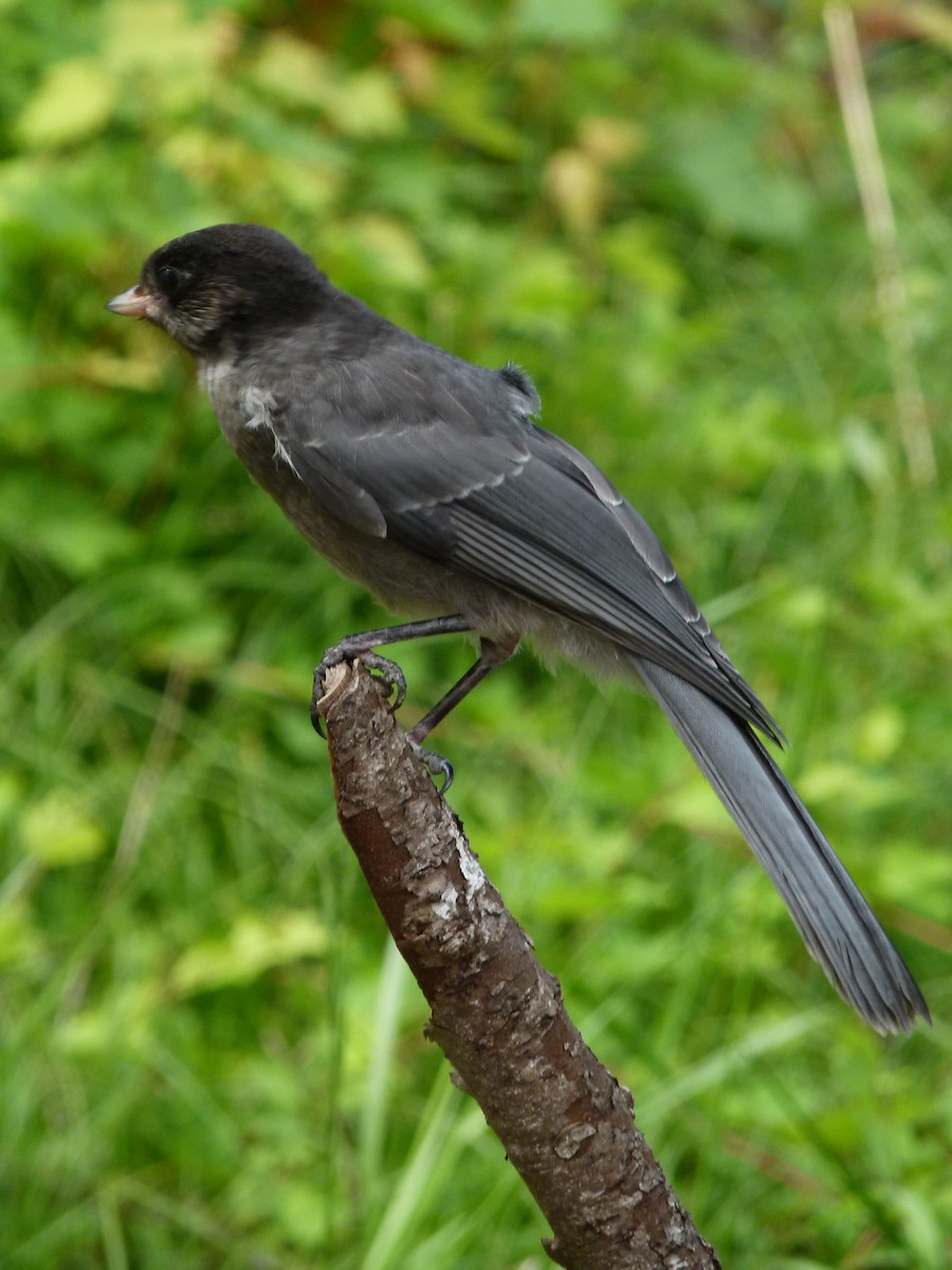 Mésangeai du Canada - ML644266337