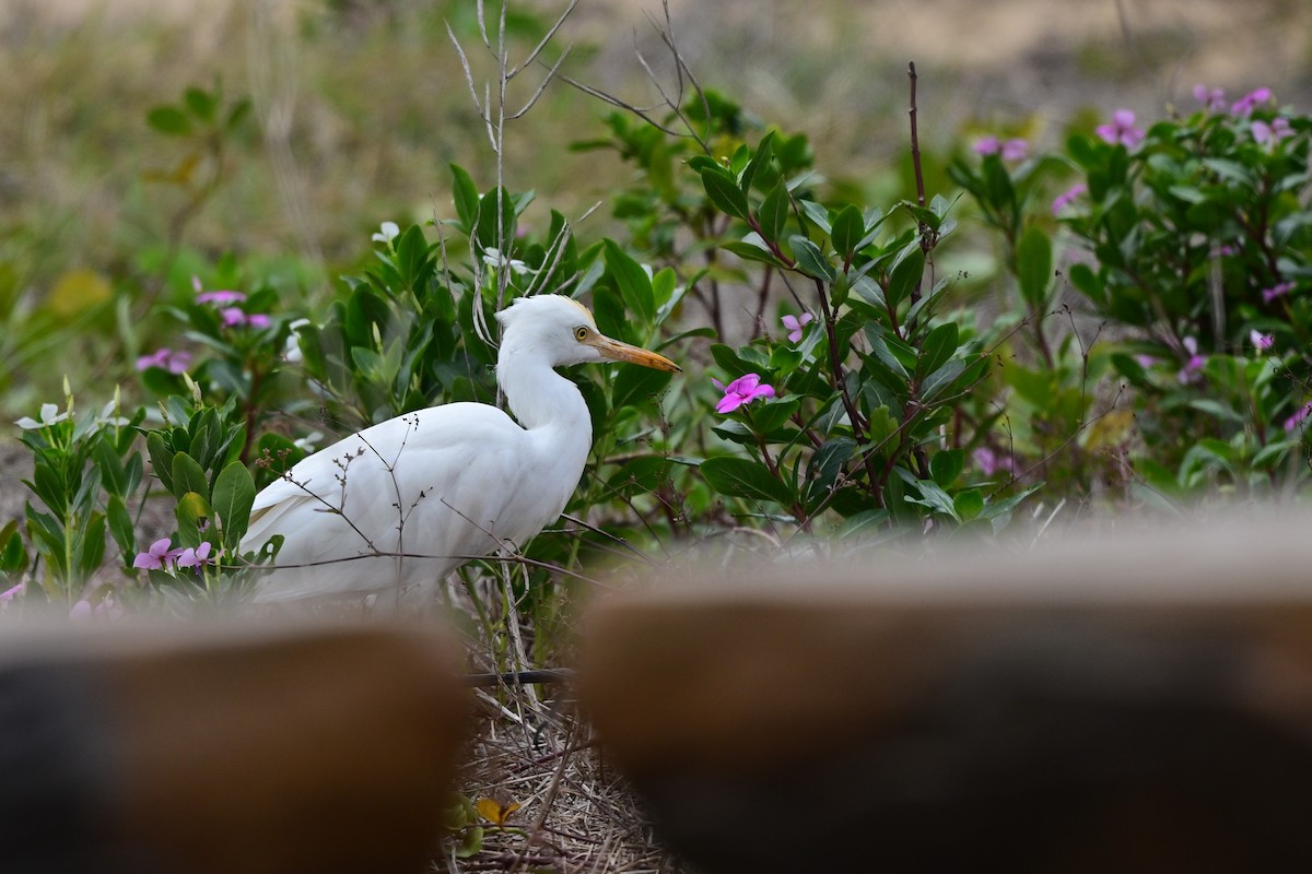 volavka dobytčí - ML644266346