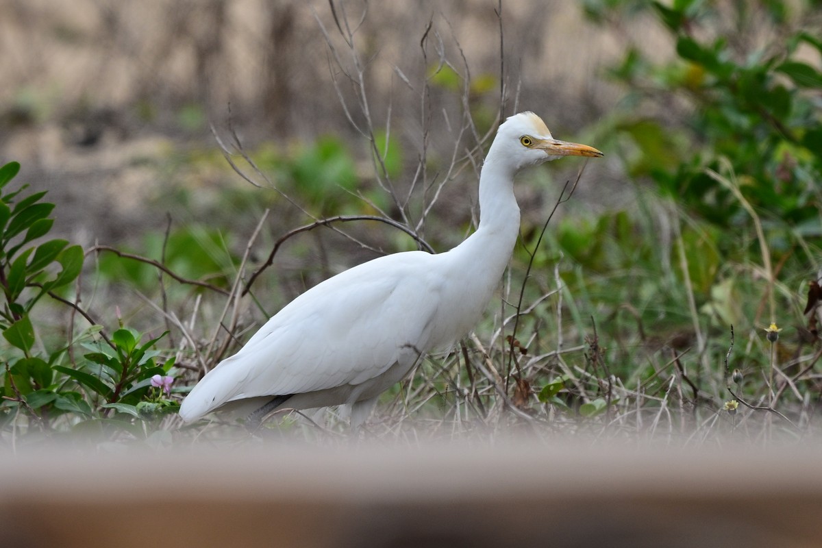 volavka dobytčí - ML644266347