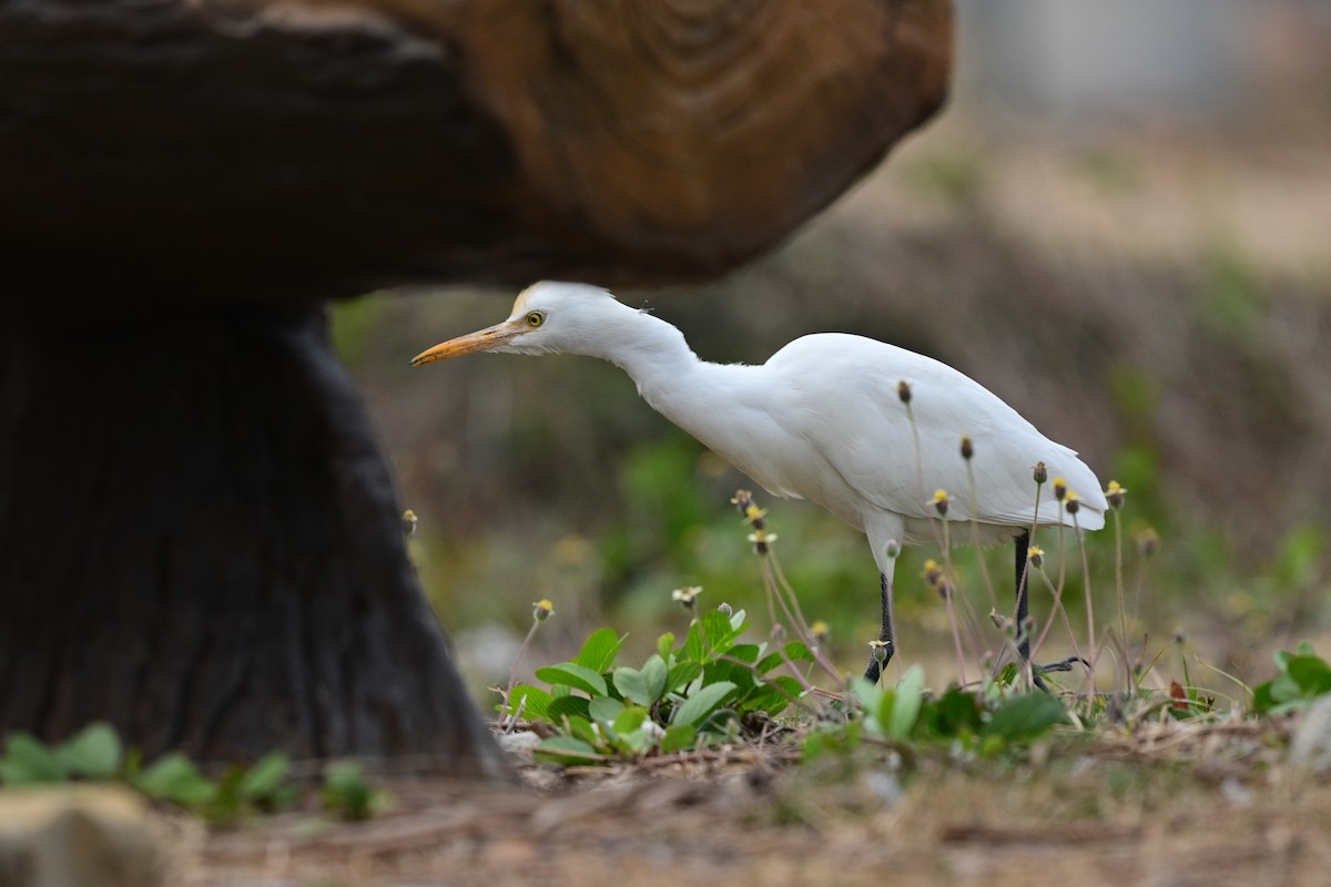 volavka dobytčí - ML644266348