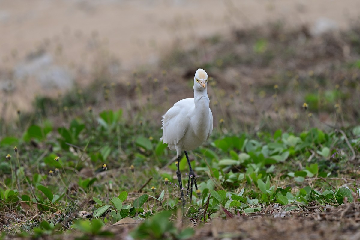 volavka dobytčí - ML644266349