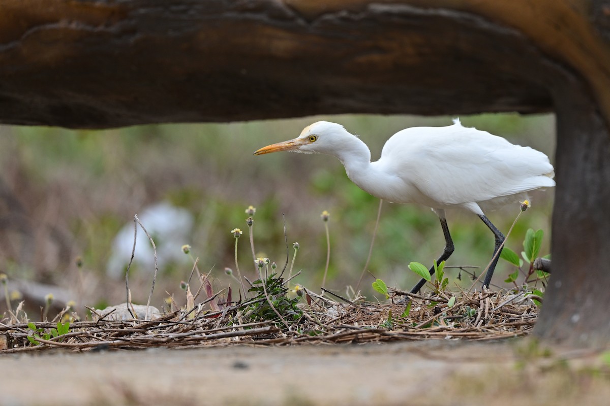 volavka dobytčí - ML644266350