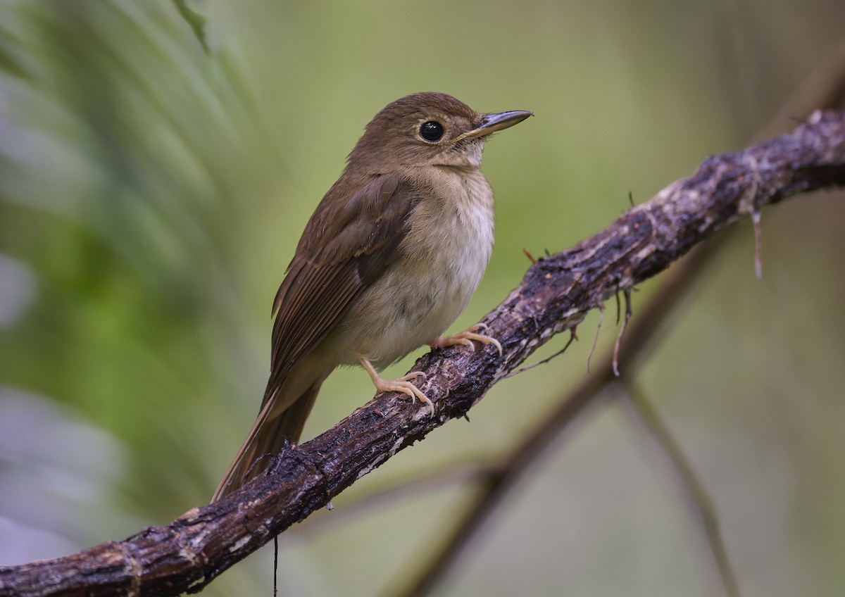 Nicobar Jungle Flycatcher - ML644266353