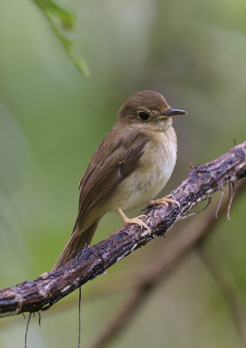 Nicobar Jungle Flycatcher - ML644266354