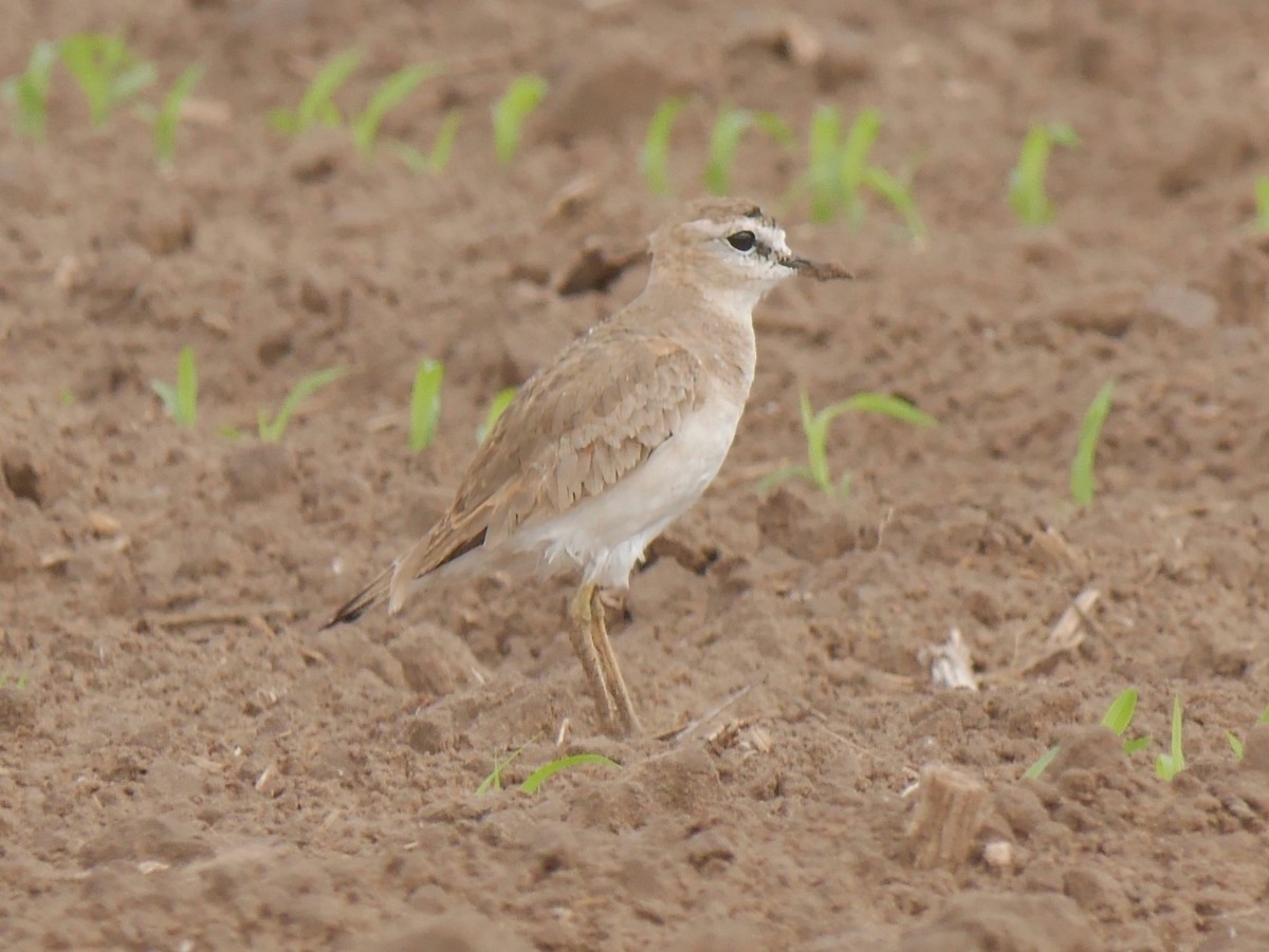 Bergregenpfeifer - ML644266355