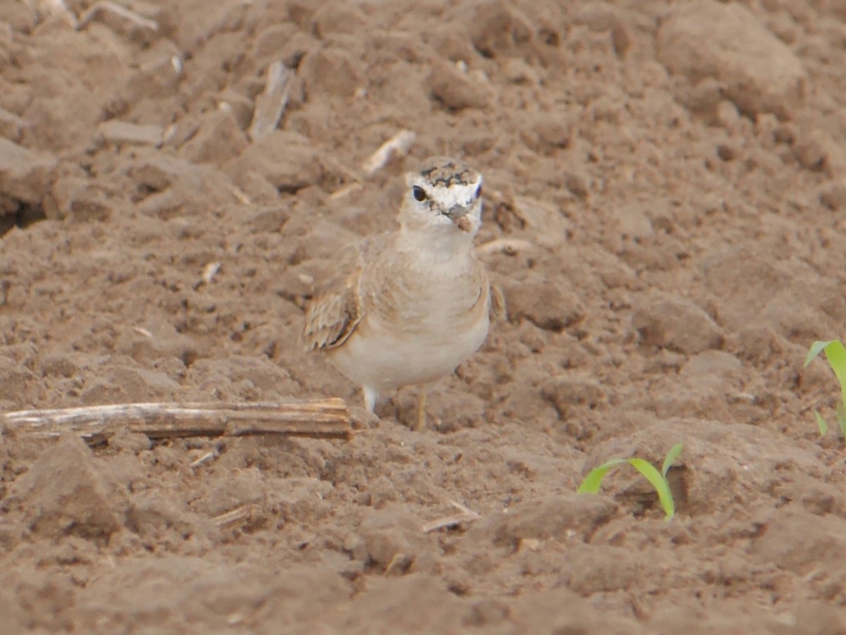 Bergregenpfeifer - ML644266356