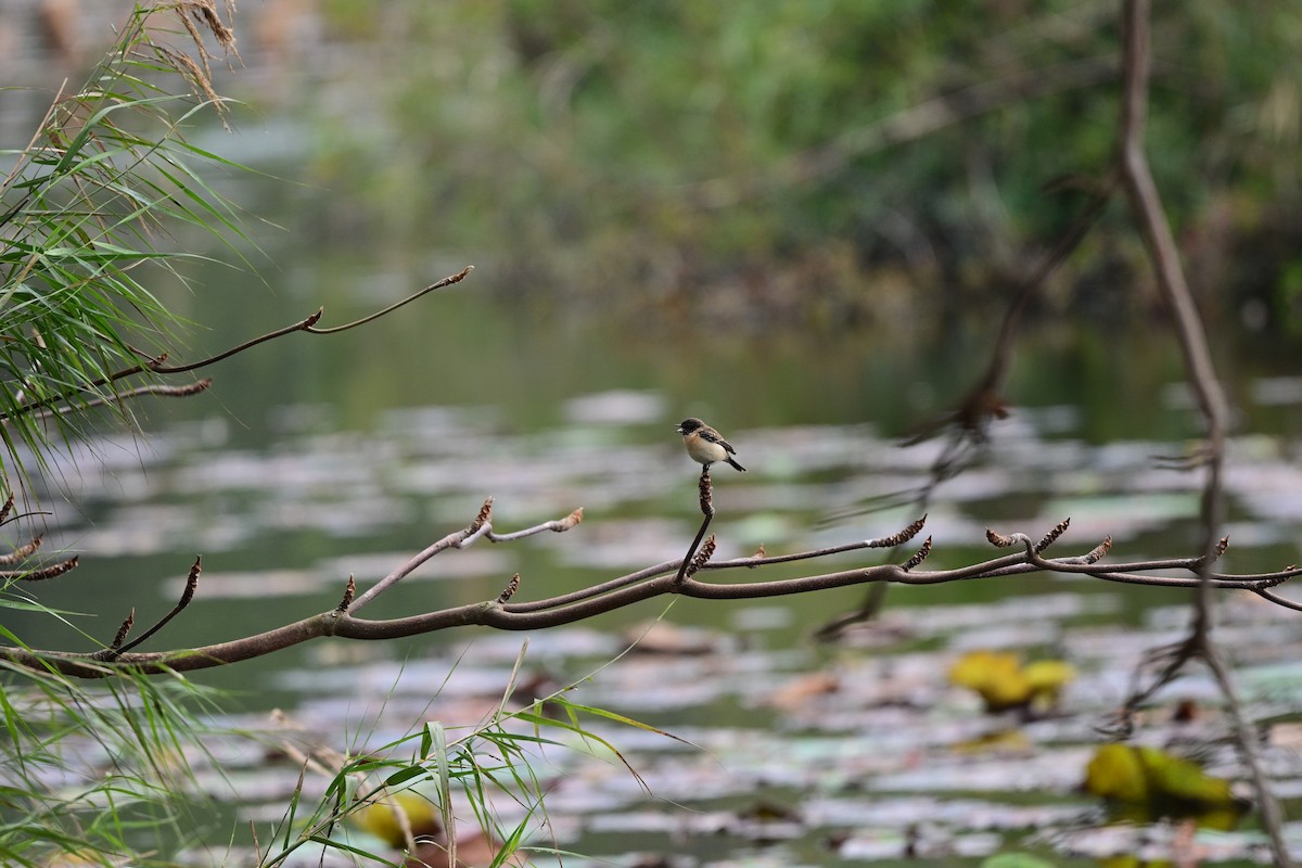 bramborníček východoasijský - ML644266361