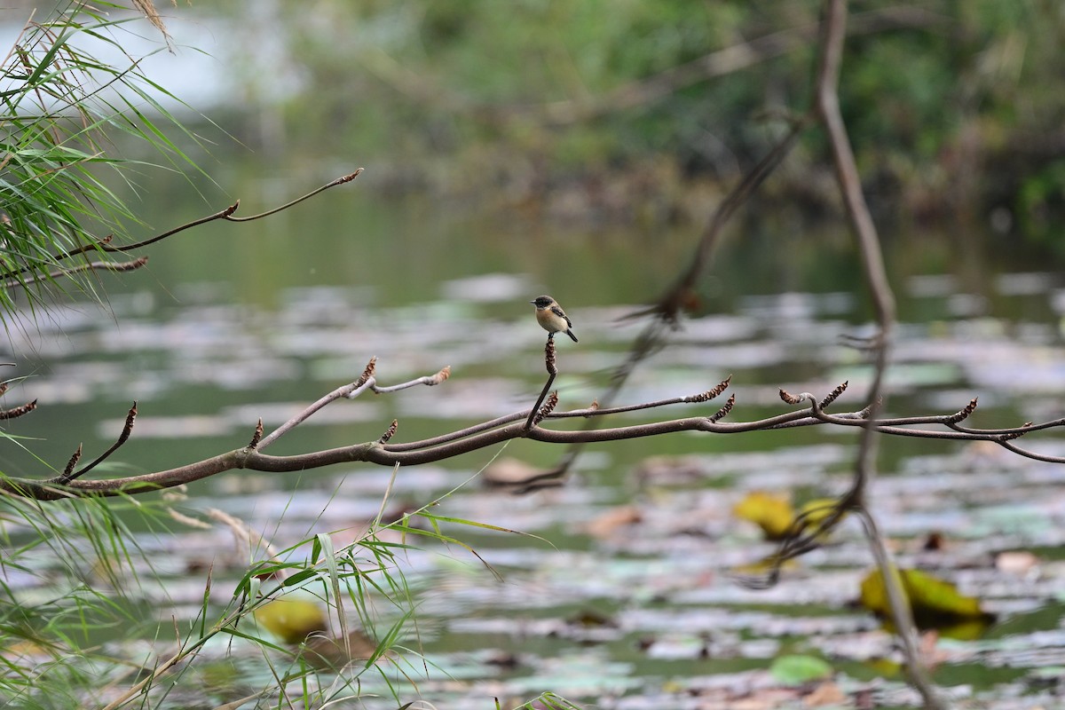 bramborníček východoasijský - ML644266362