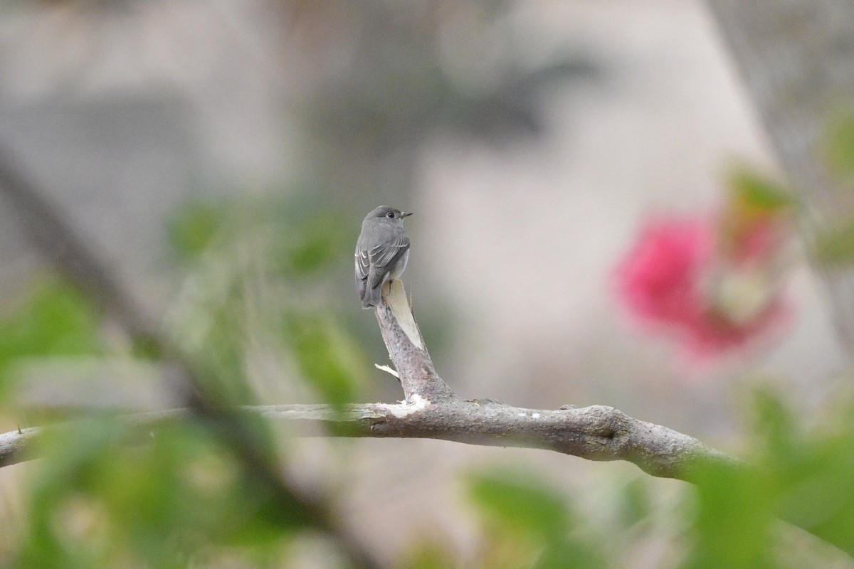 lejsek asijský - ML644266365