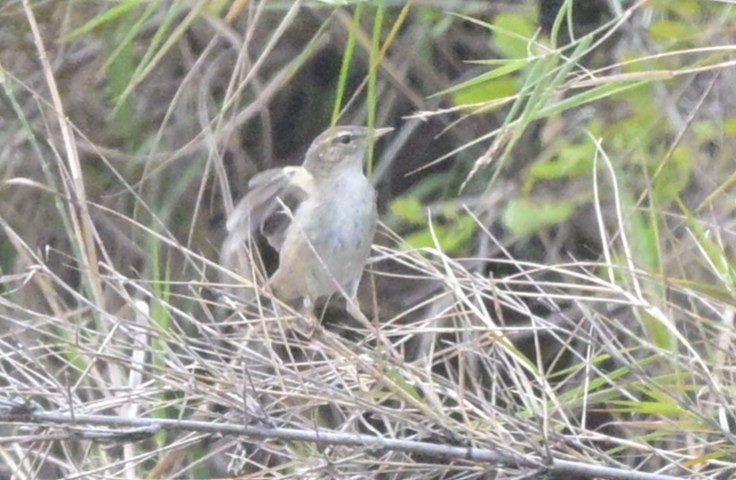 Бүхт дууч шувуу - ML644266367