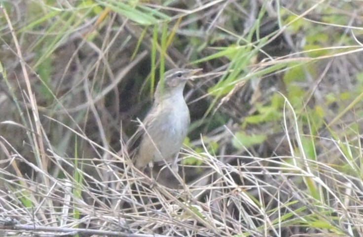 Бүхт дууч шувуу - ML644266368