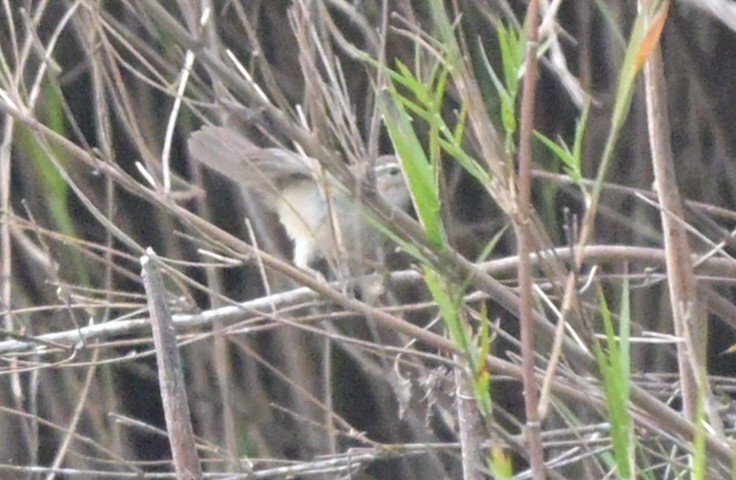 Бүхт дууч шувуу - ML644266369