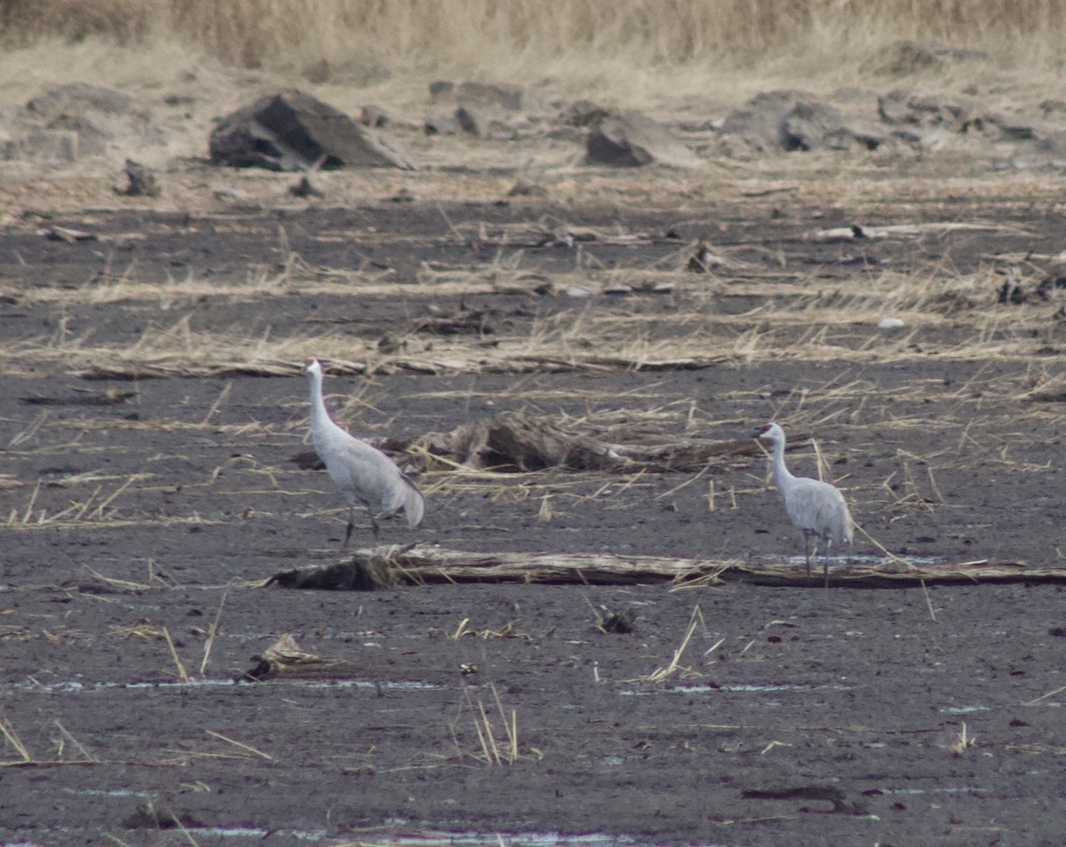 Sandhill Crane - ML644266379