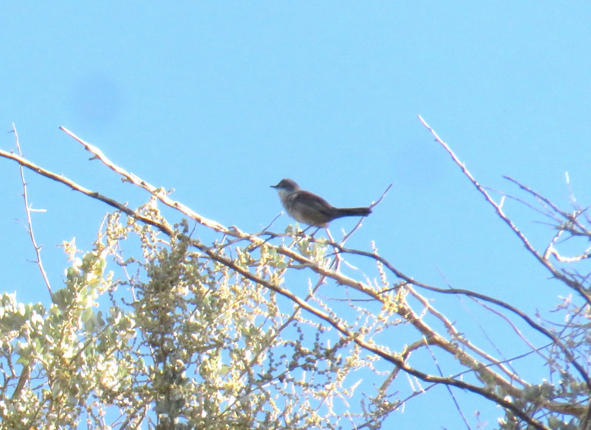 ニシアコウザンムシクイ - ML644266393