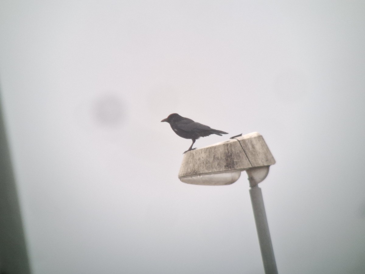 Carrion Crow - ML644266395