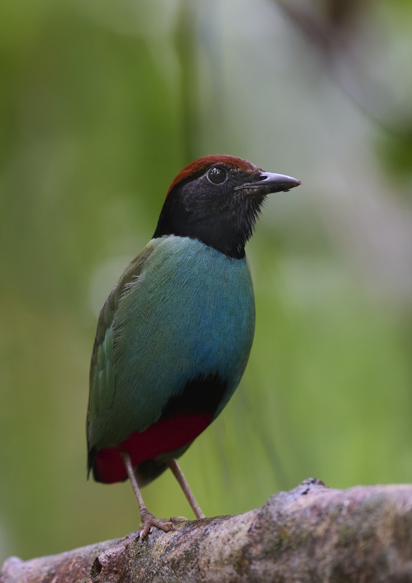 Nicobar Hooded Pitta - ML644266400