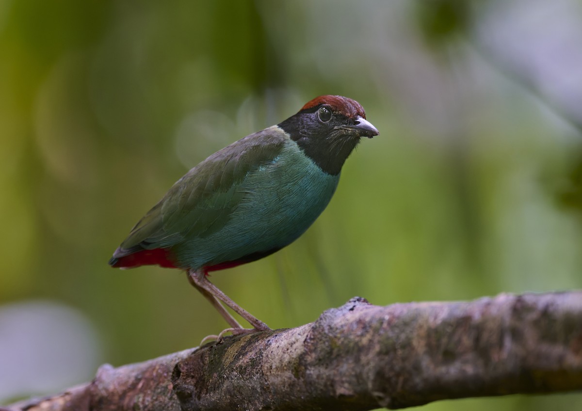 Nicobar Hooded Pitta - ML644266402