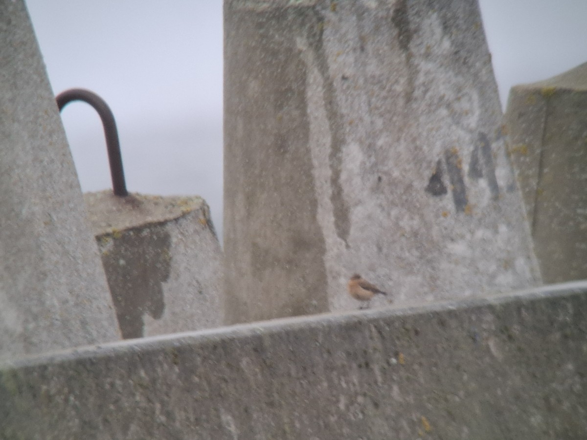 Northern Wheatear - ML644266404