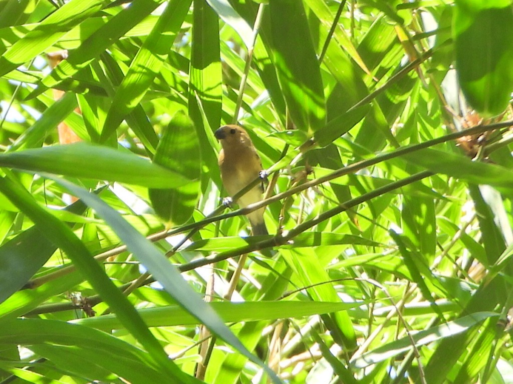 Gray Seedeater - ML644266407