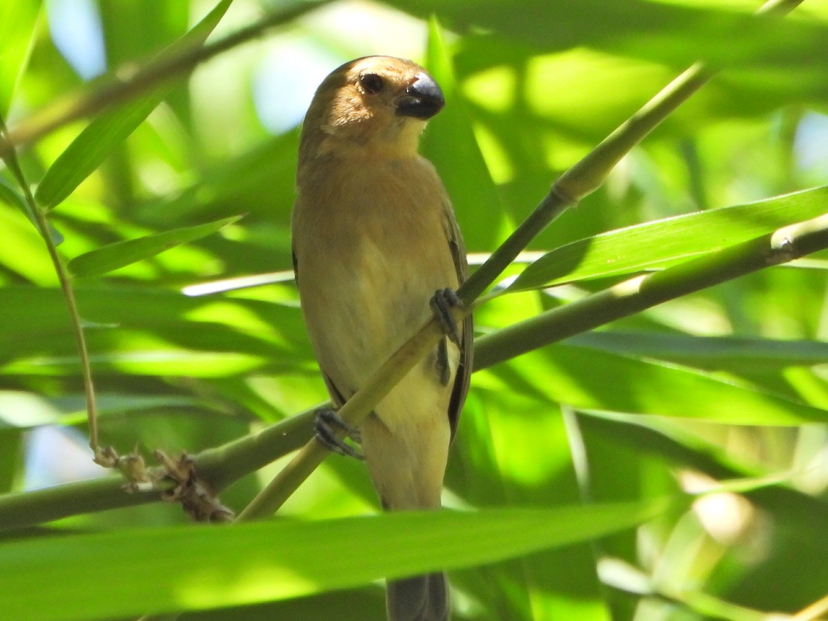 Gray Seedeater - ML644266408