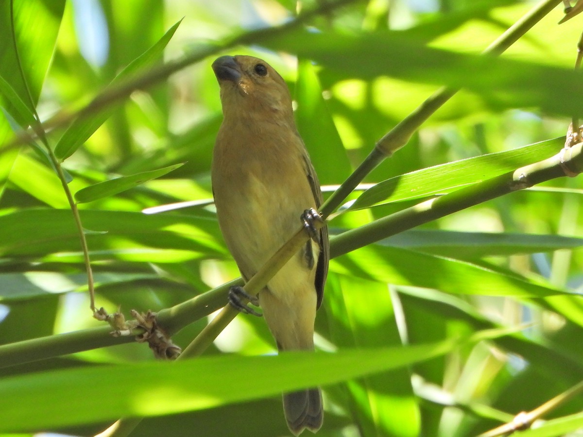 Gray Seedeater - ML644266411