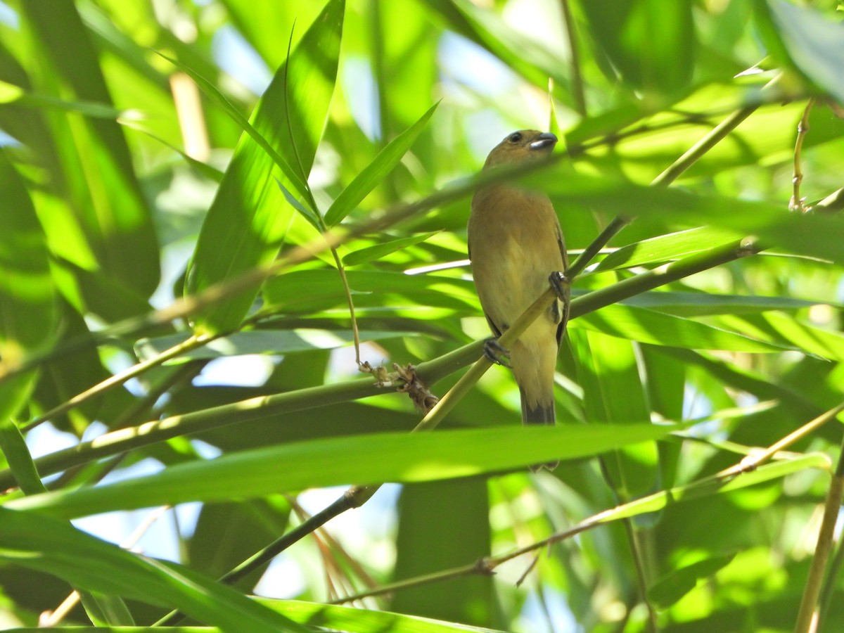 Gray Seedeater - ML644266413