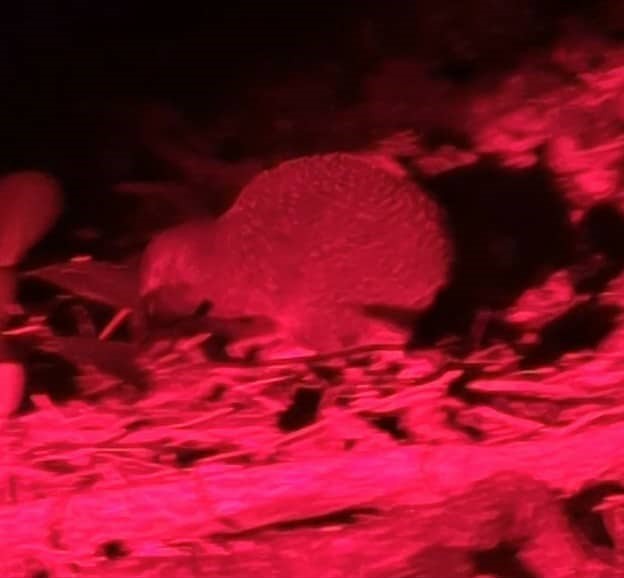 Little Spotted Kiwi - ML644266414