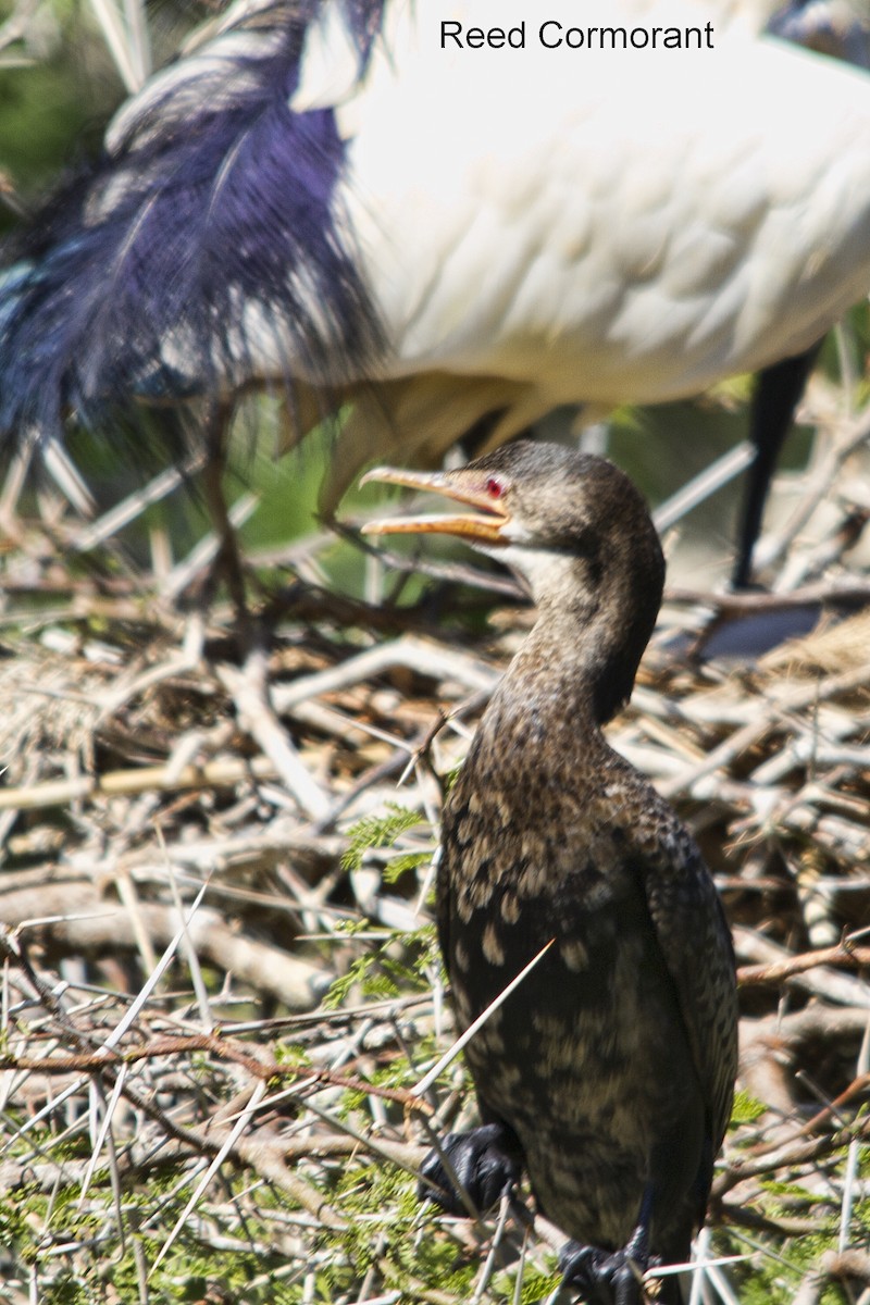 kormorán dlouhoocasý - ML644266415