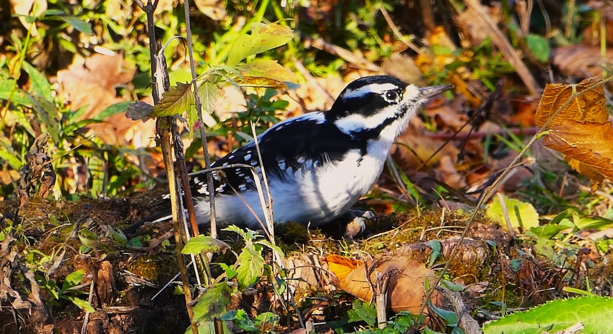 Hairy Woodpecker - ML644266416