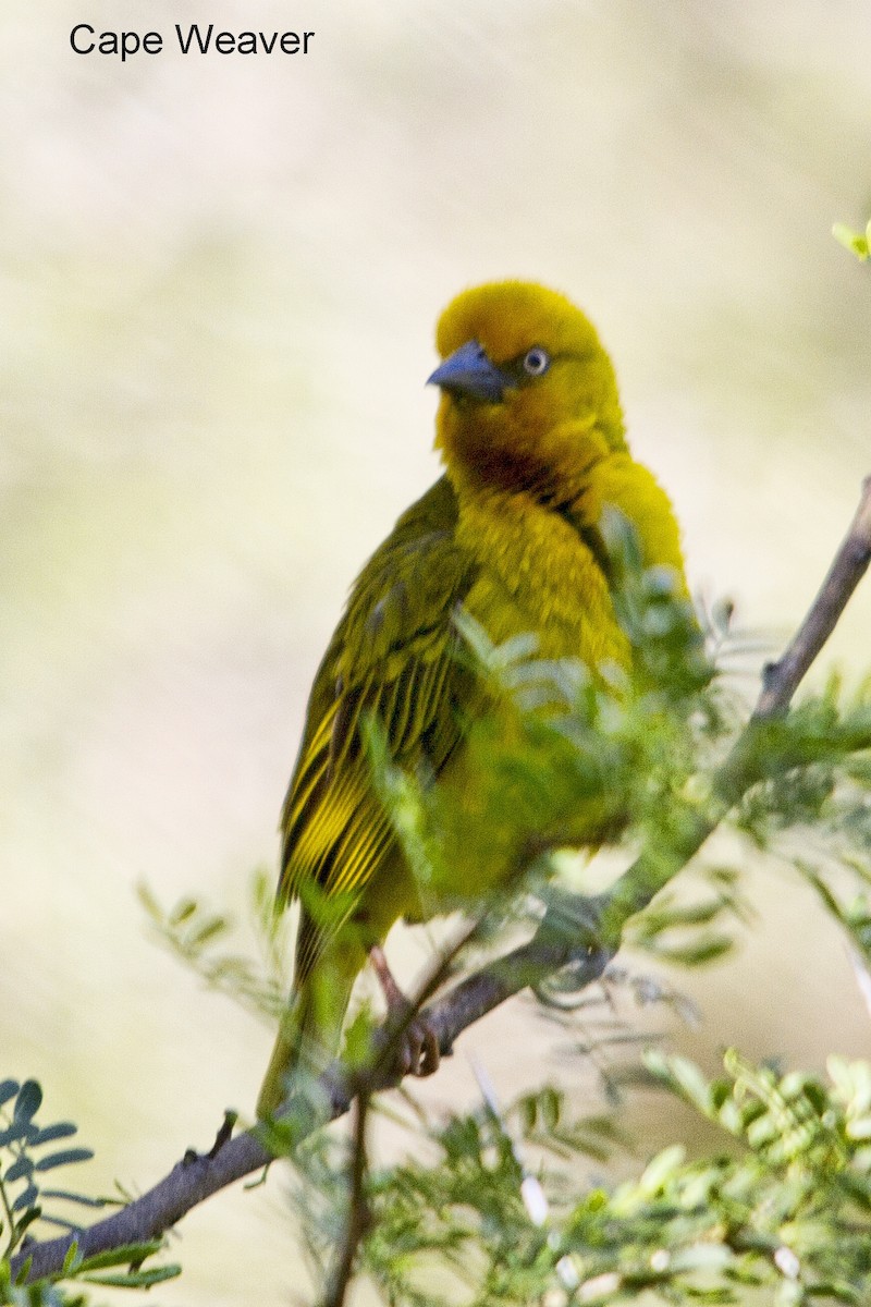 Cape Weaver - ML644266444