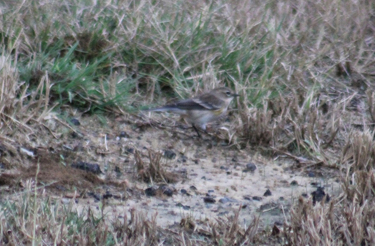 lesňáček žlutoskvrnný - ML644266449