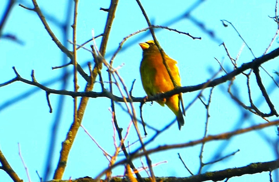 Evening Grosbeak - ML644266450