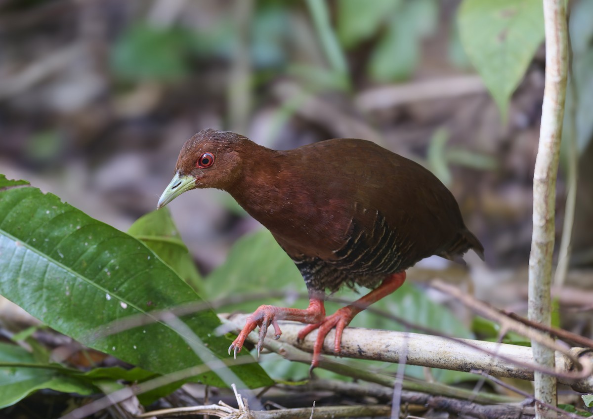 Great Nicobar Crake (undescribed form) - ML644266457