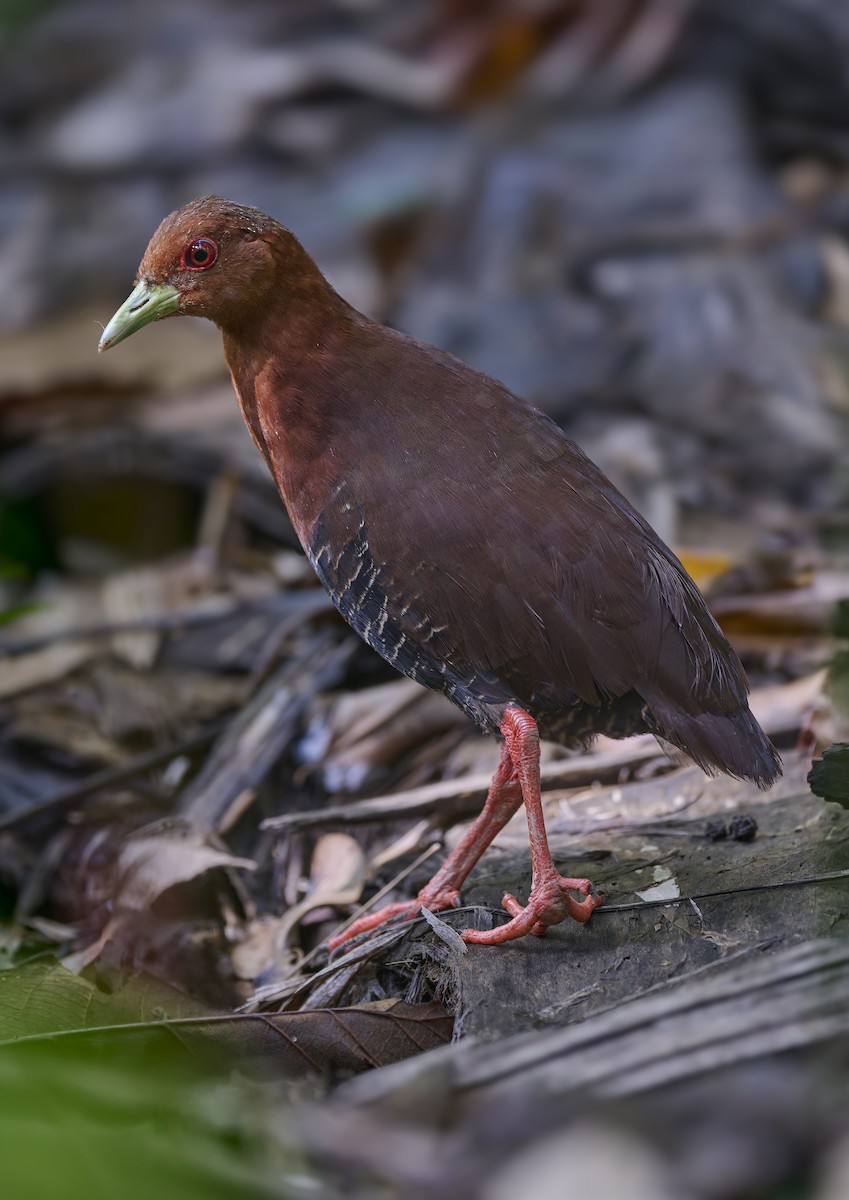 Great Nicobar Crake (undescribed form) - ML644266458