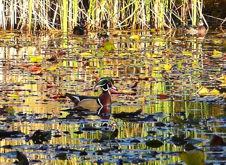 Wood Duck - ML644266487