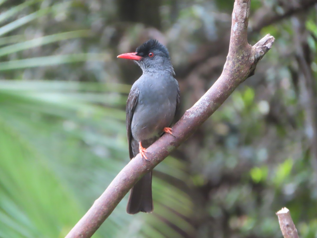 Square-tailed Bulbul - ML644266504