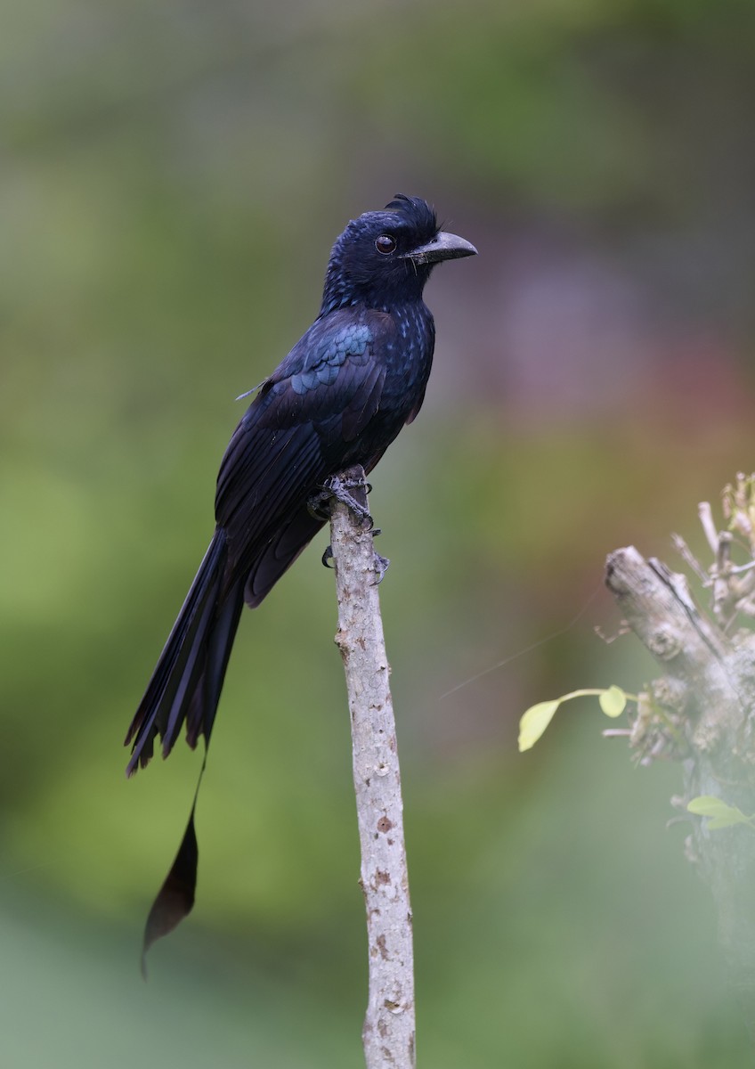 Drongo à raquettes - ML644266516