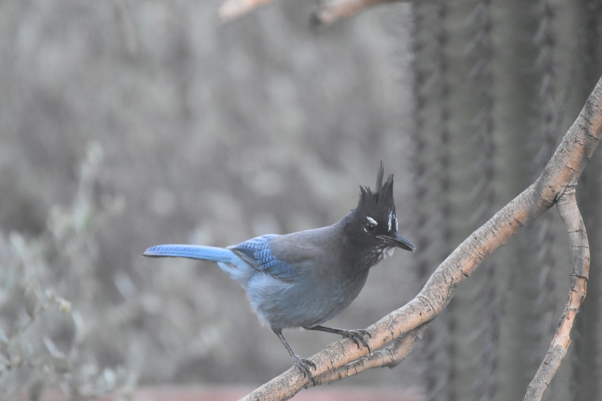 Steller's Jay - ML644266524