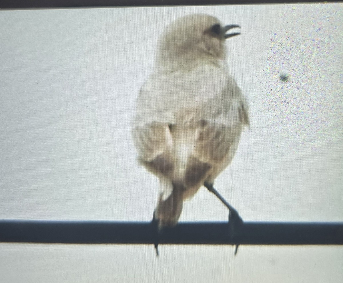 Tractrac Chat - ML644266525