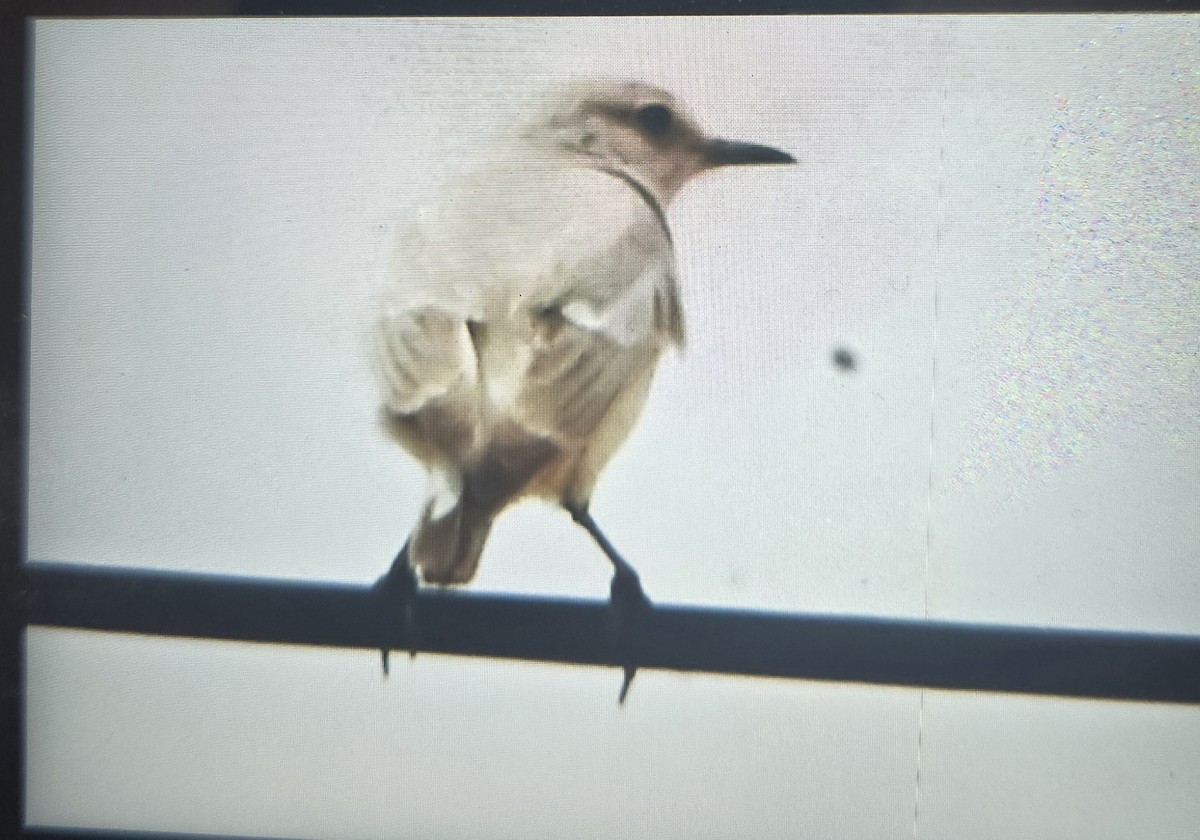 Tractrac Chat - ML644266526