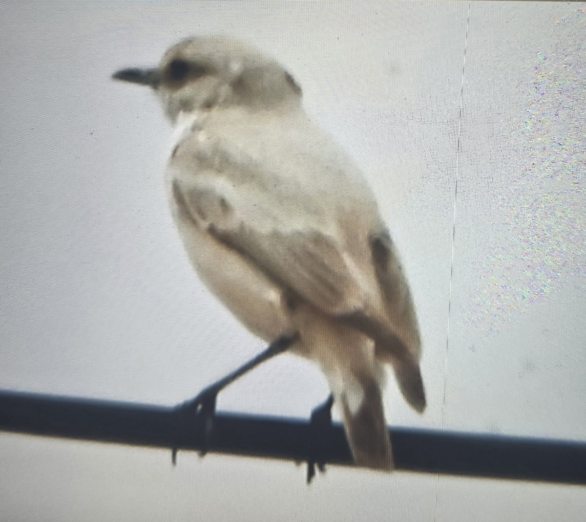 Tractrac Chat - ML644266527