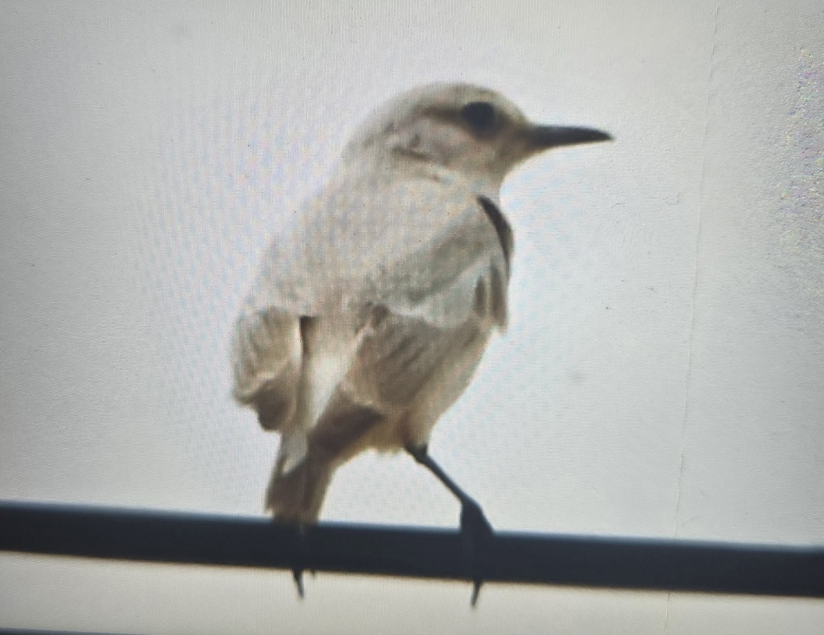 Tractrac Chat - ML644266528