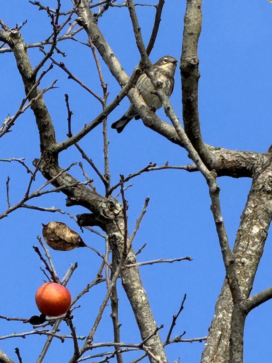 Yellow-rumped Warbler - ML644266530