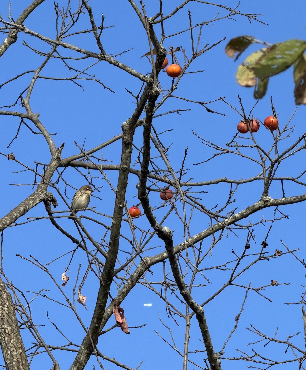 Yellow-rumped Warbler - ML644266531