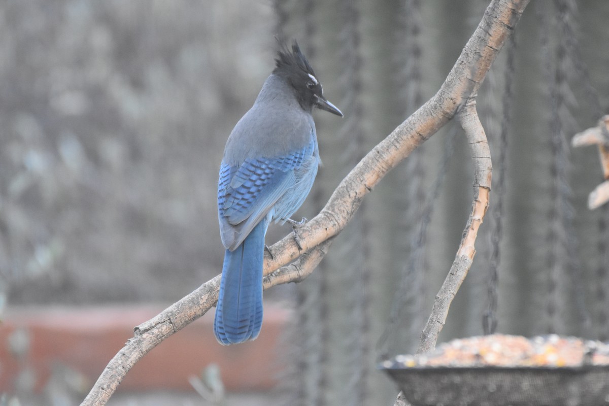 Steller's Jay - ML644266537