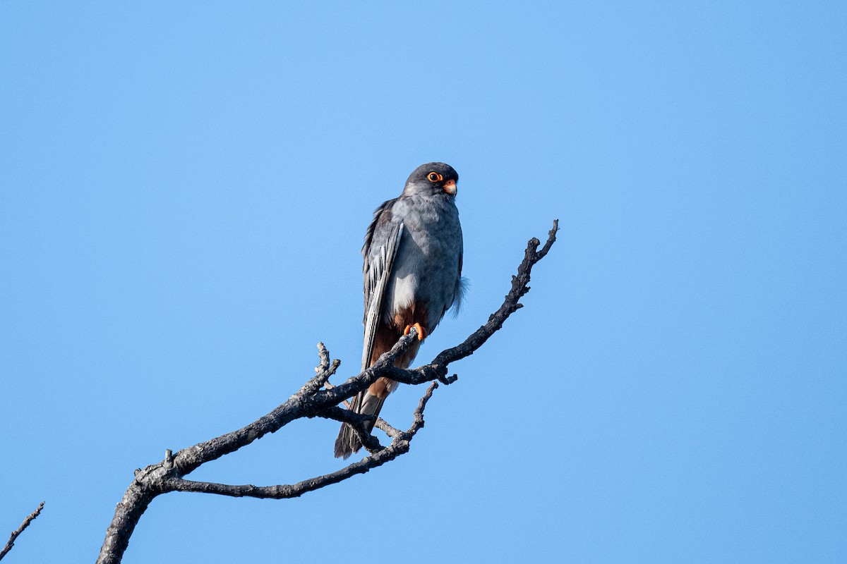 アカアシチョウゲンボウ - ML644266544