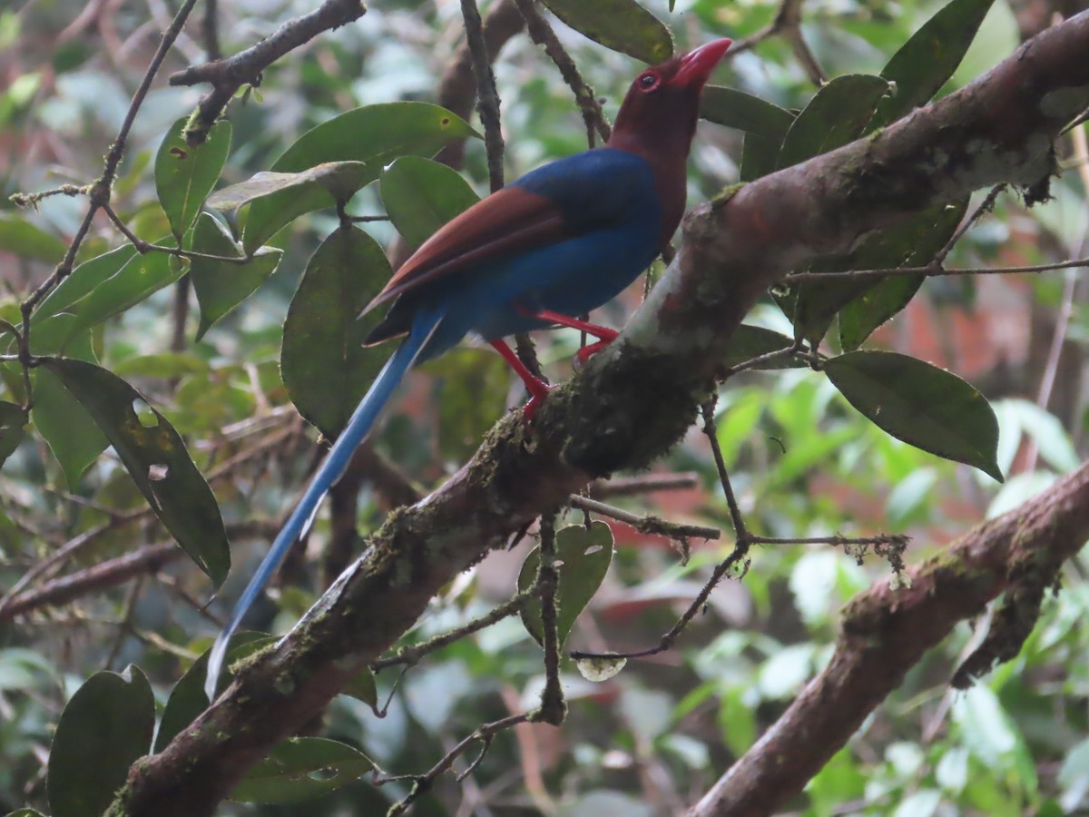 セイロンサンジャク - ML644266546