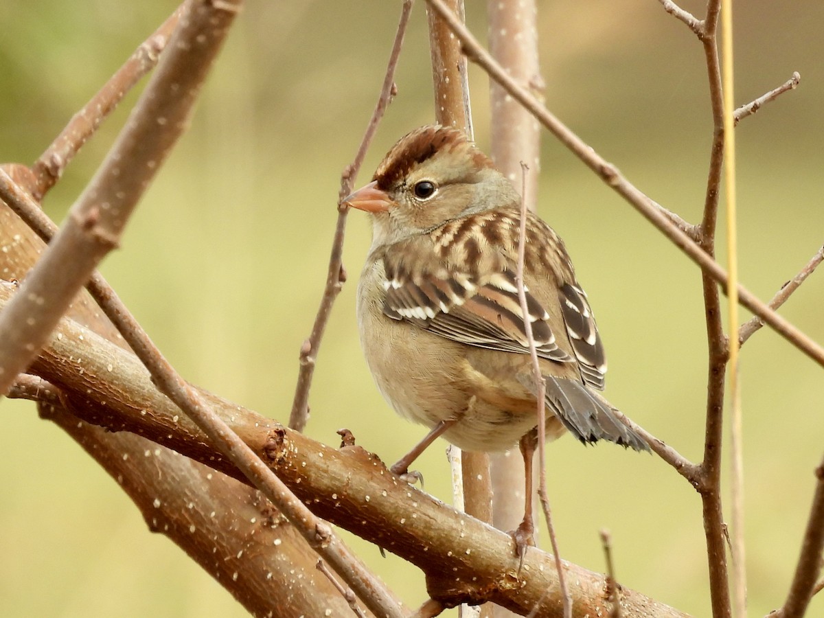 Dachsammer - ML644266553