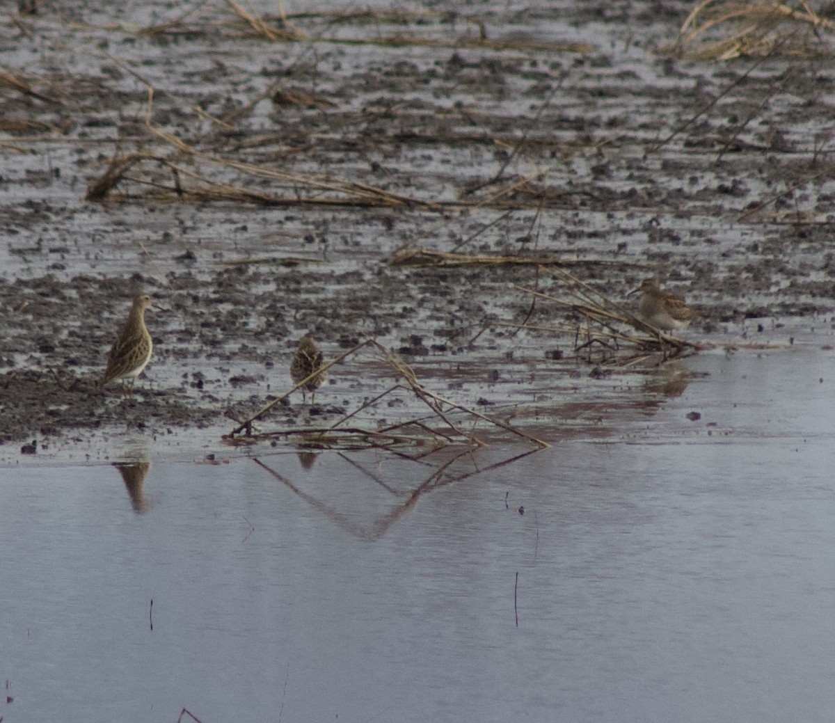 Pectoral Sandpiper - ML644266555