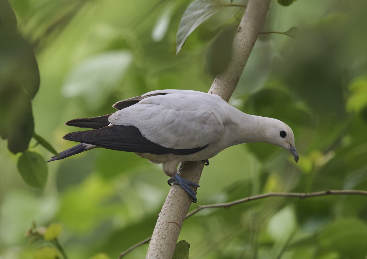 Pied Imperial-Pigeon - ML644266568